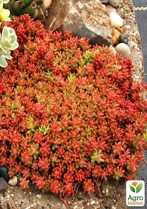 

Очиток "Коралловый ковер" (Sedum "Coral Carpet")