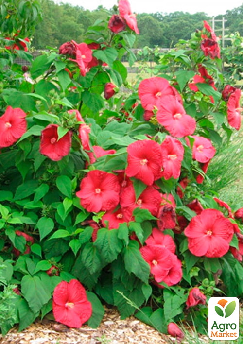 

Гибискус травянистый Pink Passion высота 70-90см горшок С1,5