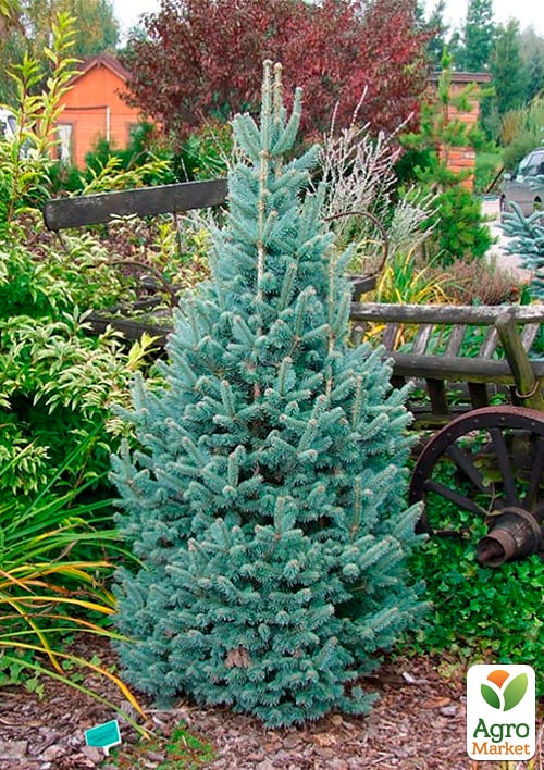 

Ялиця щеплена 2-х річна гірська Compacta С1 висота 20-25 см