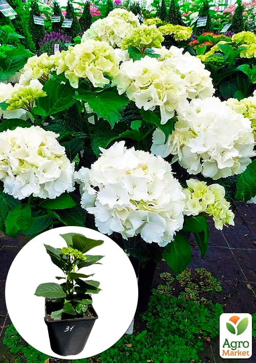 

Гортензия крупнолистная Schneeball