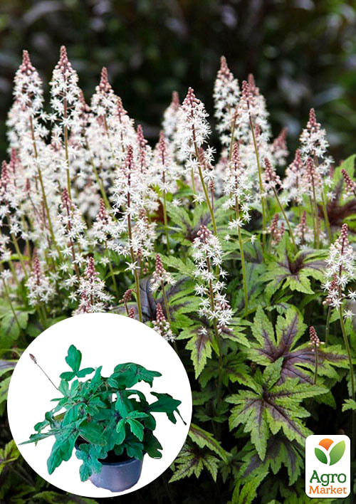 

Тиарелла (Tiarella) Spring Symphony С1 (высота 15-30см)
