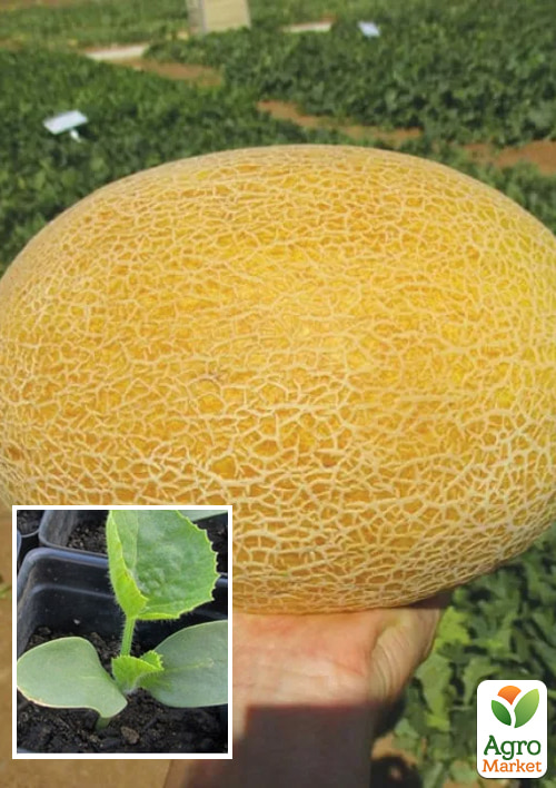 

Рассада Дыня «Милан F1» (фермерское взращивание), 1шт в упаковке