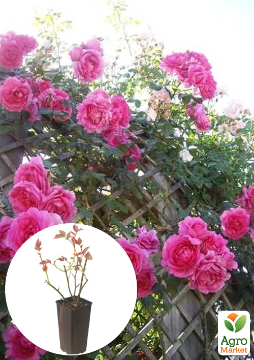 

Троянда плетиста Pink Ice у контейнері, вищий сорт