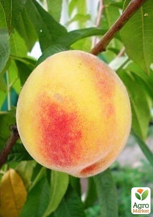 

Персик Фаворит Мореттіні (літній сорт, ранній термін дозрівання)