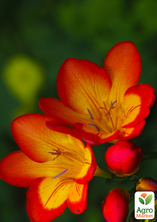 

Фрезія проста Red 5шт в упаковці