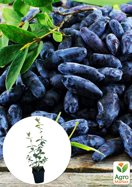 

Жимолость Атут (ранний срок созревания, самый неприхотливый и зимостойкий сорт)