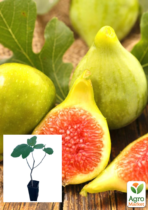 

Інжир золотистий Вердал саджанець 2 роки (ранній, великоплідний сорт)