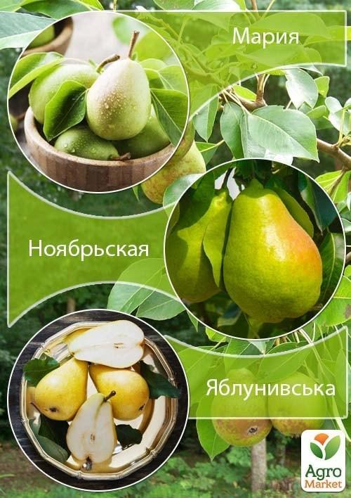 

Дерево-сад Груша "Мария+Ноябрьская+Яблунивська"
