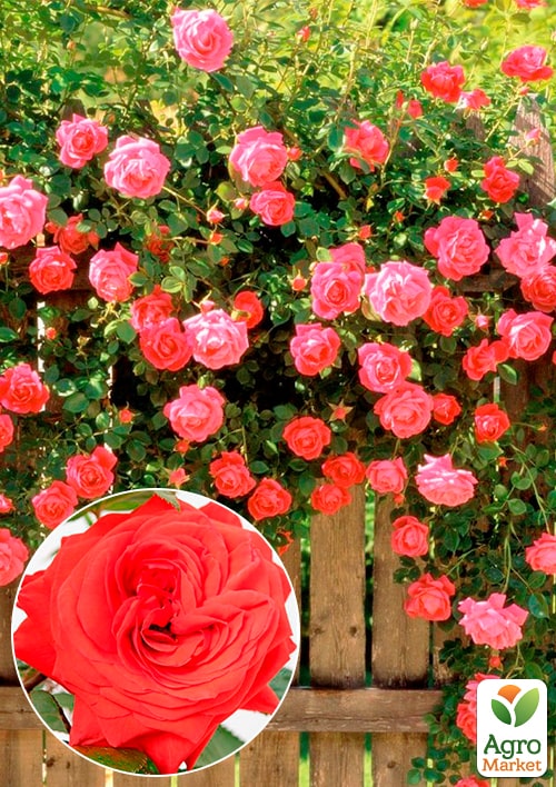 

Троянда плетиста Мейнтауер (Maintower) (саджанець класу АА+) вищий сорт