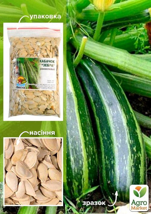 

Кабачок-цукіні Зебра ТМ Весна 100г