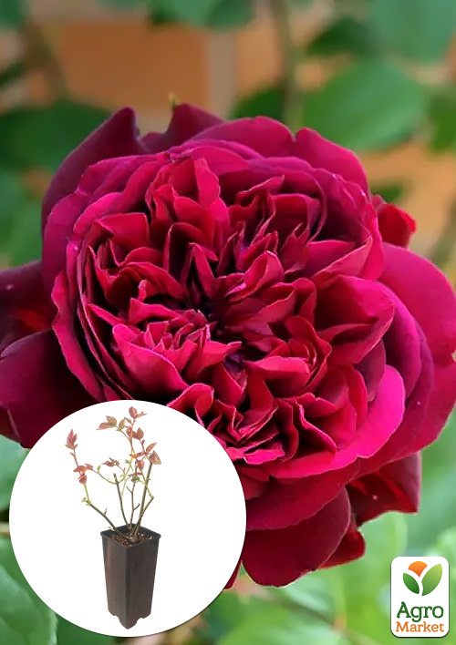 

Роза английская Вильям Шекспир в контейнере, высший сорт