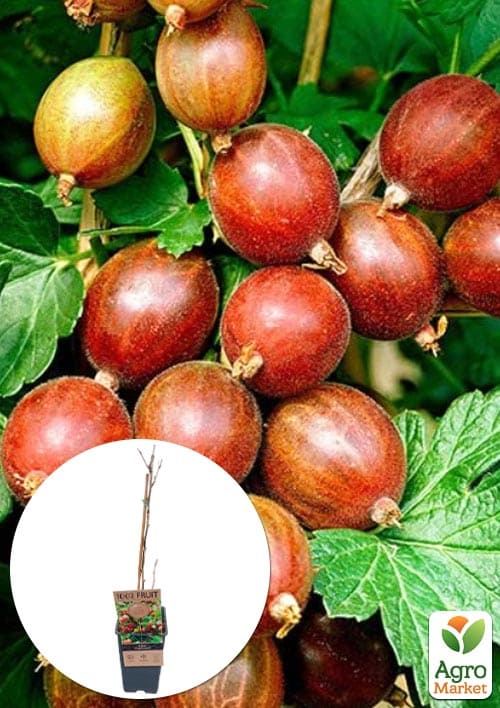 

LMTD Крыжовник Captivator (сортовой, укорененный) высота 50-70см