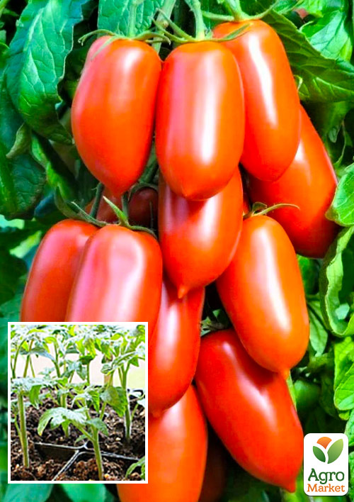 

Розсада Томат «Перцевидні» (фермерське вирощування), 1шт в упаковці