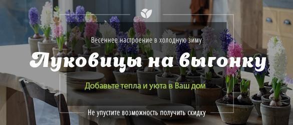 Прелестные луковицы на выгонку для Вашего дома по выгодной цене Прелестные луковицы на выгонку для Вашего дома по выгодной цене