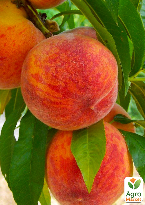 

Персик Аліросада (літній сорт, середньопізній термін дозрівання)