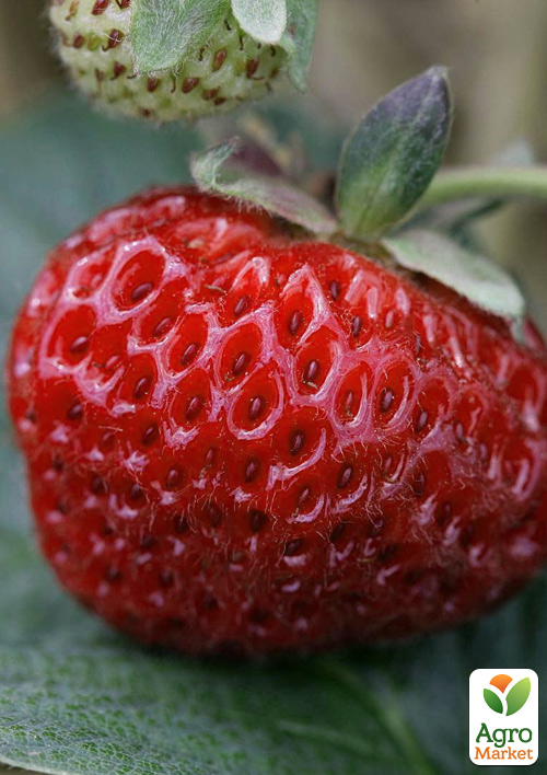 

Гібрид полуниці і малини Міце Шиндлер (Frau Mieze Schindller)