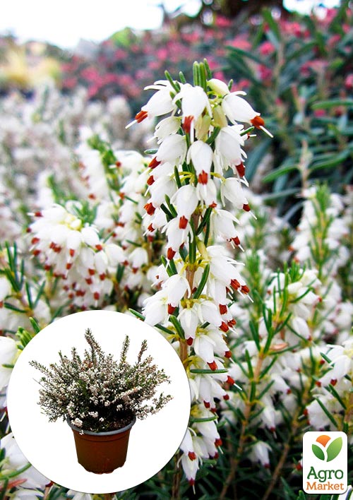 

Эрика цветущая 2х-летняя White Perfection вазон С2