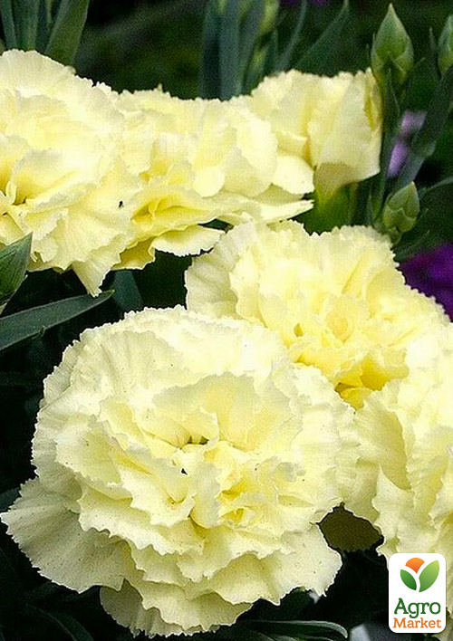 

Гвоздика Махрова Super Trouper Luna (контейнер № 10, висота 10 см)