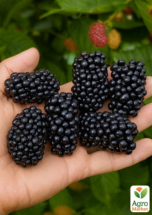 

Ежевика Arapaho (высокоурожайный сорт, ранний срок созревания)