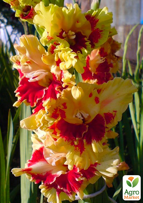 

Гладіолус Stereo 3шт