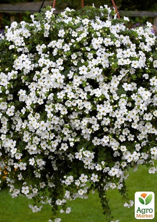 

Бакопа Ампельная Gulliver Dynamic White