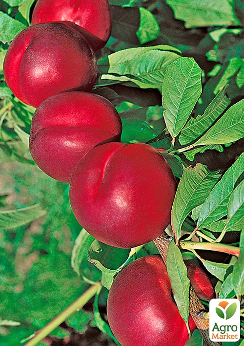 

Нектарин Лола (лысый персик, новый, среднеранний срок созревания)