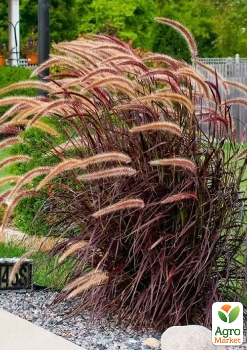 

Пеннисетум восточный Rubrum (вазон Р9)