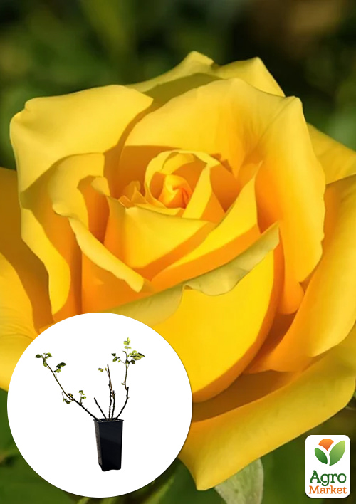 

Роза чайно-гибридная Мохана в контейнере, высший сорт