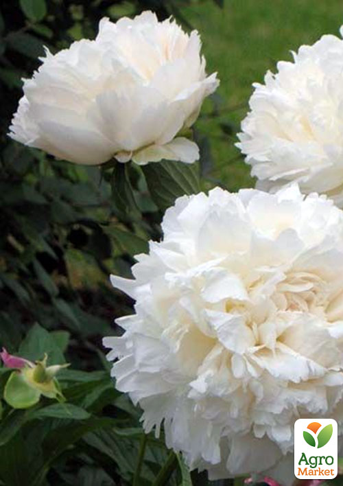 

Півонія трав'яниста Snow Supreme 1шт в упаковці
