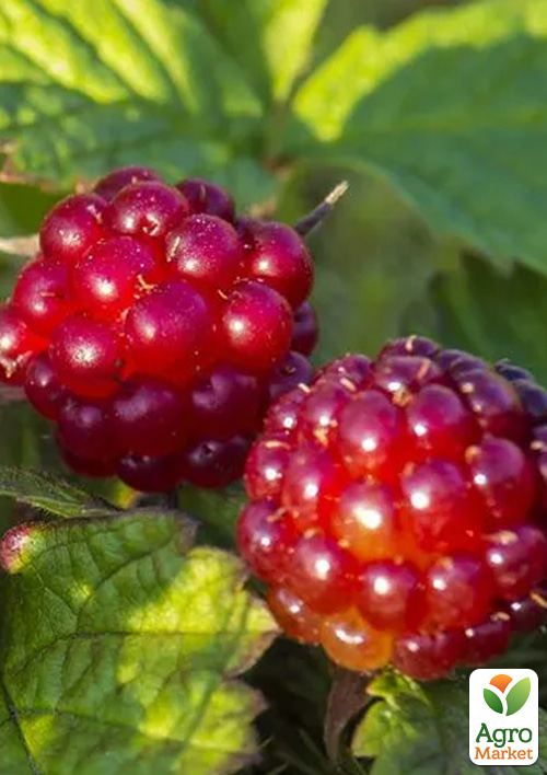 

Княженика садова «Піма» (Rubus arcticus 'Pima) популярний фінський сорт, вазон Р9