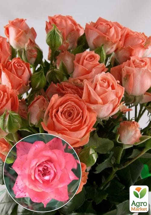 

Роза мелкоцветковая (спрей) Barbados (саженец класса АА+) высший сорт