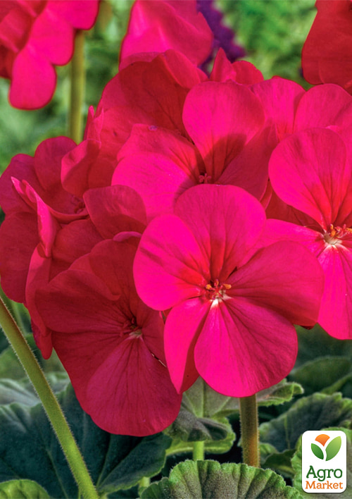 

Пеларгония садовая Буллз Ай F1 черри ТМ Vesna Select 5шт