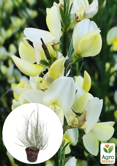 

Ракитник Albus (цитисус) вазон С3
