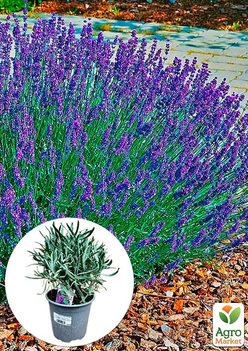 

LMTD Лаванда англійська 2-річна Angustifolia (20-30см)