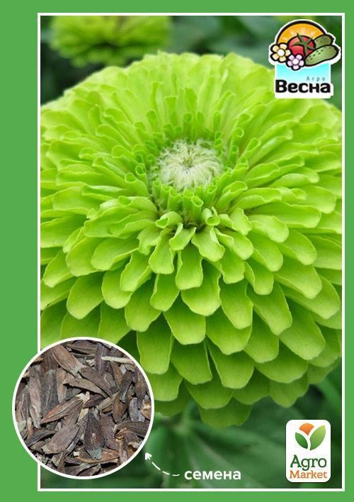 

Цинния Зависть ТМ Весна 0.4г