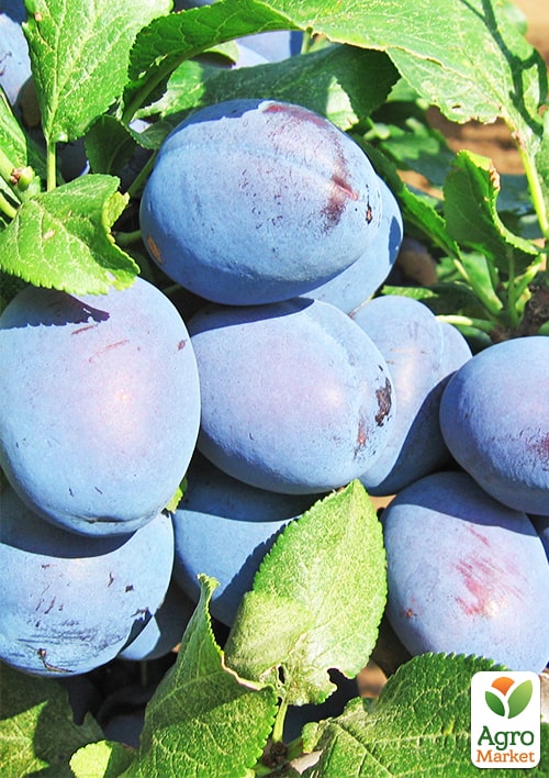 

Слива Джойо (осенний сорт, поздний срок созревания)