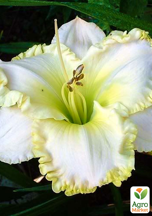 

Лілійник White Temptation 1шт в упаковці