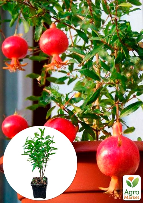 

Гранат комнатный Бейби (плодоносящий сорт)