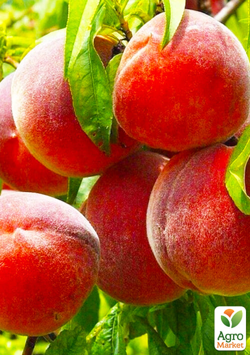 

Персик Лаурол (літній сорт, середньопізній термін дозрівання)