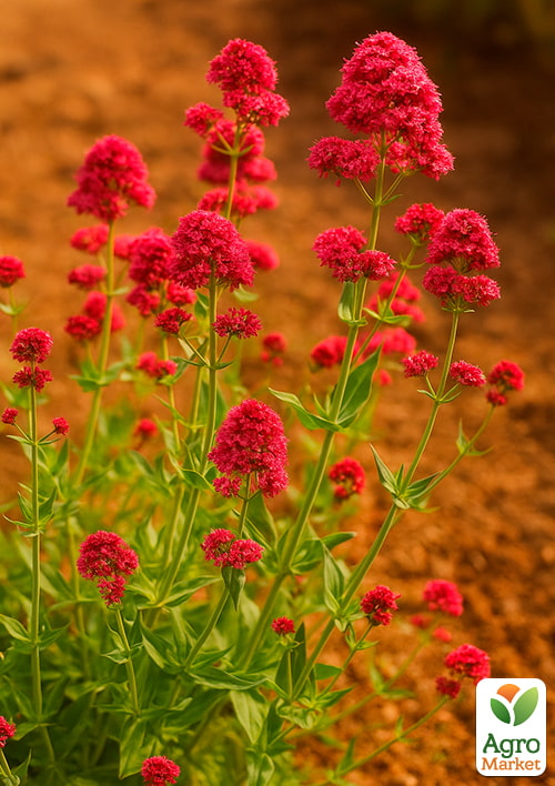 

Валеріана червона Ruber вазон С2