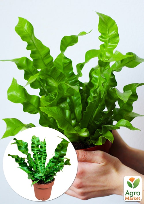 

LMTD Аспленіум (папороть) Crispy Wave висота 20-30см