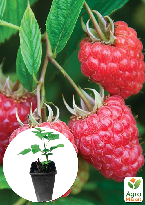 

Малина (In vitro) Joan J, укорінена в контейнері (ремонтантна, безшипна, великоплідна, високоврожайна)