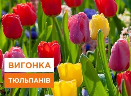 Як посадити тюльпани в горщик - корисні статті про садівництво від Agro-Market