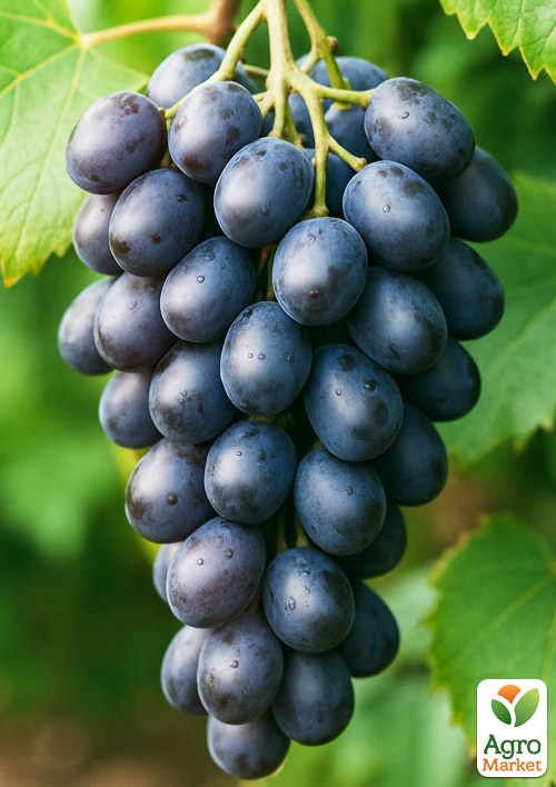 

Виноград Виолетта (ранний сорт изабельного типа)