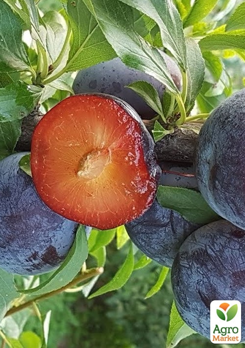 

Слива Лэри Энн