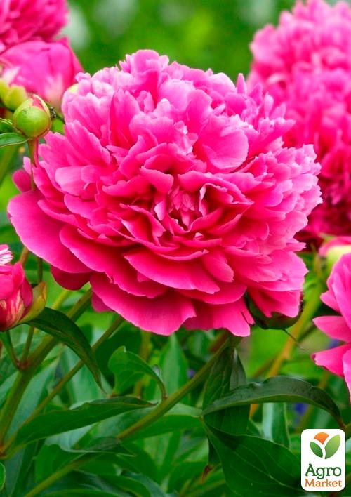 

Півонія трав'яниста Cherry Hill 1шт в упаковці