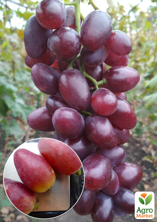 

Виноград Полонез (надранній сорт, велика ягода гармонійного смаку)