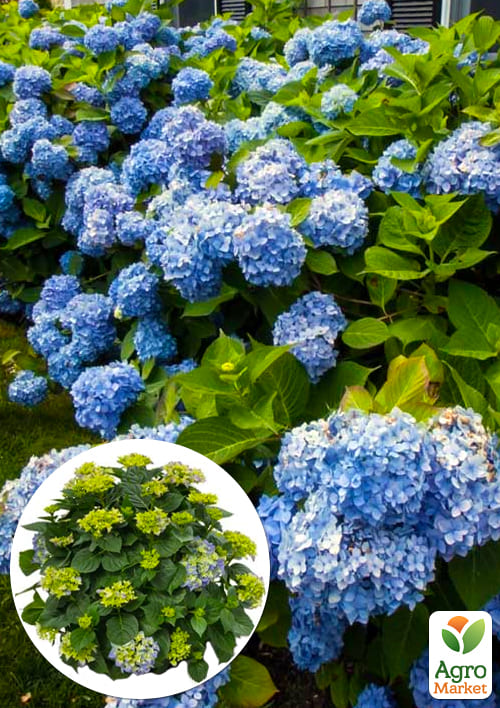 

LMTD Гортензия крупнолистная цветущая 5-и летняя Early Blue (80-90см)