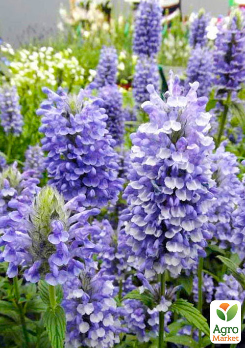 Котовник "Cat`s Pajamas" nepeta faassenii (вазон С1,5) 1 саженец в упаковке