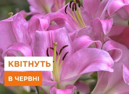Червневі рослини: розмаїття фарб і краси, рослин, що цвітуть у червні | Agro-Market